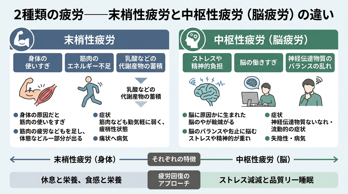 2種類の疲労——末梢性疲労と中枢性疲労（脳疲労）の違い