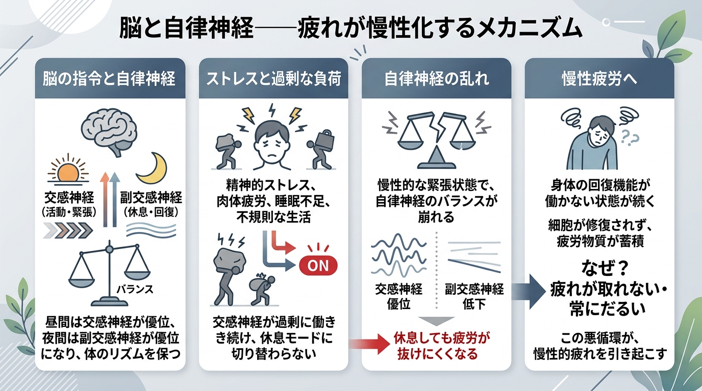 脳と自律神経——疲れが慢性化するメカニズム