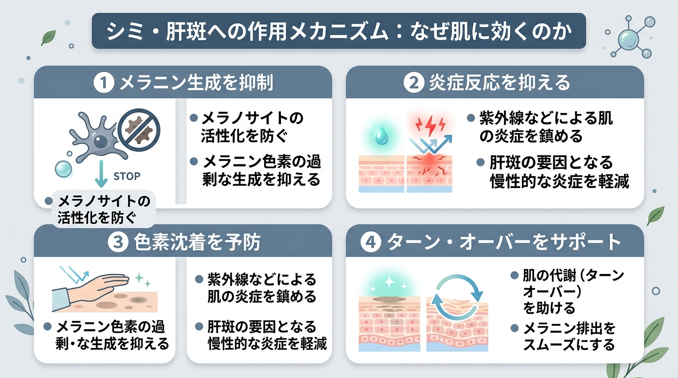 シミ・肝斑への作用メカニズム:なぜ肌に効くのか