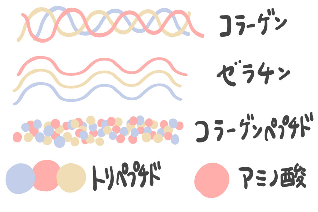 コラーゲンペプチドとは - ベストアイテム コラーゲンペプチドとは