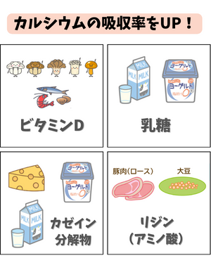 カルシウムの吸収率を上げる栄養素 - ベストアイテム カルシウムの吸収率を上げる栄養素