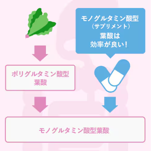 天然葉酸と合成葉酸の違い