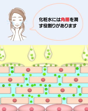 化粧水の役割 - ベストアイテム 化粧水の役割