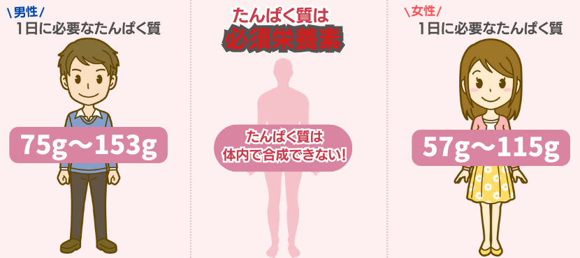 1日に必要なたんぱく質量は? - ベストアイテム 1日に必要なたんぱく質量は