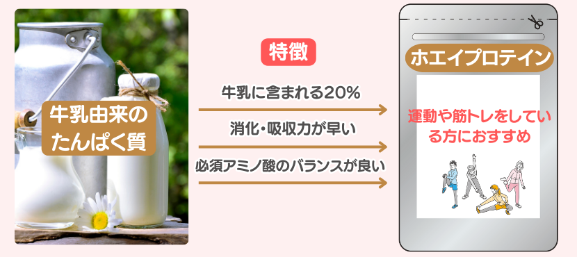 ホエイプロテインの特徴 - ベストアイテム ホエイプロテインの特徴
