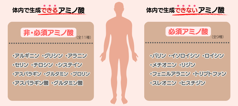 たんぱく質を構成する必須アミノ酸とは? - ベストアイテム たんぱく質を構成する必須アミノ酸とは