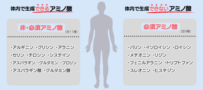 タンパク質を構成する必須アミノ酸とは? - ベストアイテム タンパク質を構成する必須アミノ酸とは