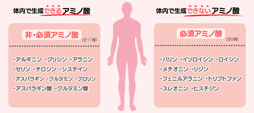 たんぱく質を構成する必須アミノ酸とは? - ベストアイテム たんぱく質を構成する必須アミノ酸とは