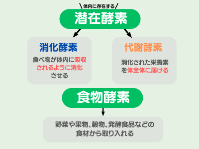 酵素とは - ベストアイテム 酵素とは