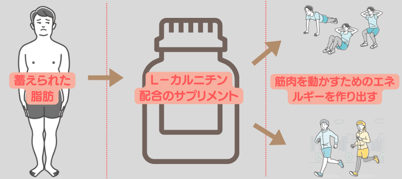 運動習慣がある方は「L-カルニチン」 - ベストアイテム 運動習慣がある方はL カルニチン