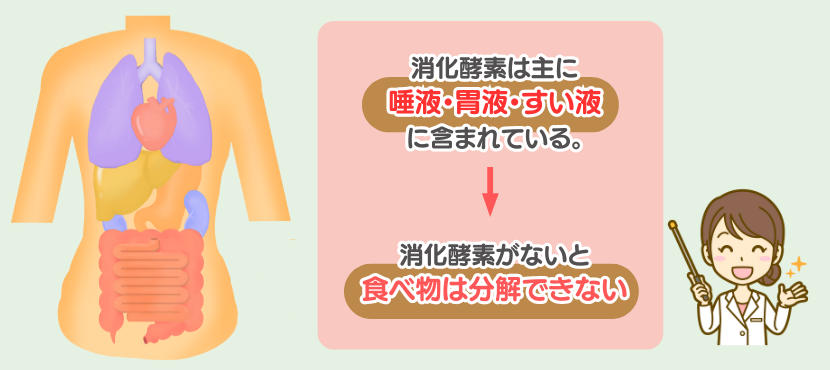消化酵素とは - ベストアイテム 消化酵素とは