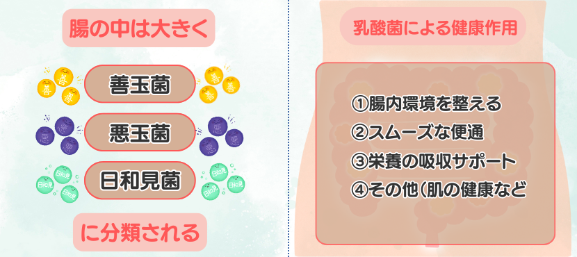 乳酸菌の健康作用 - ベストアイテム 乳酸菌の健康作用