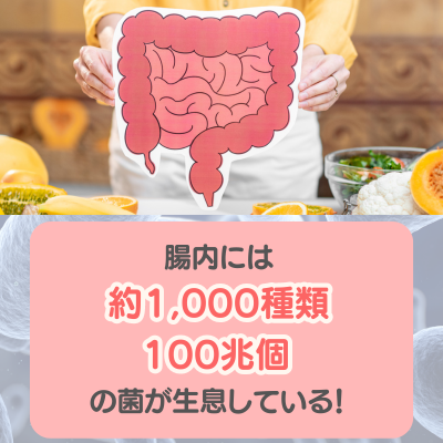 乳酸菌の健康作用 - ベストアイテム 乳酸菌の健康作用